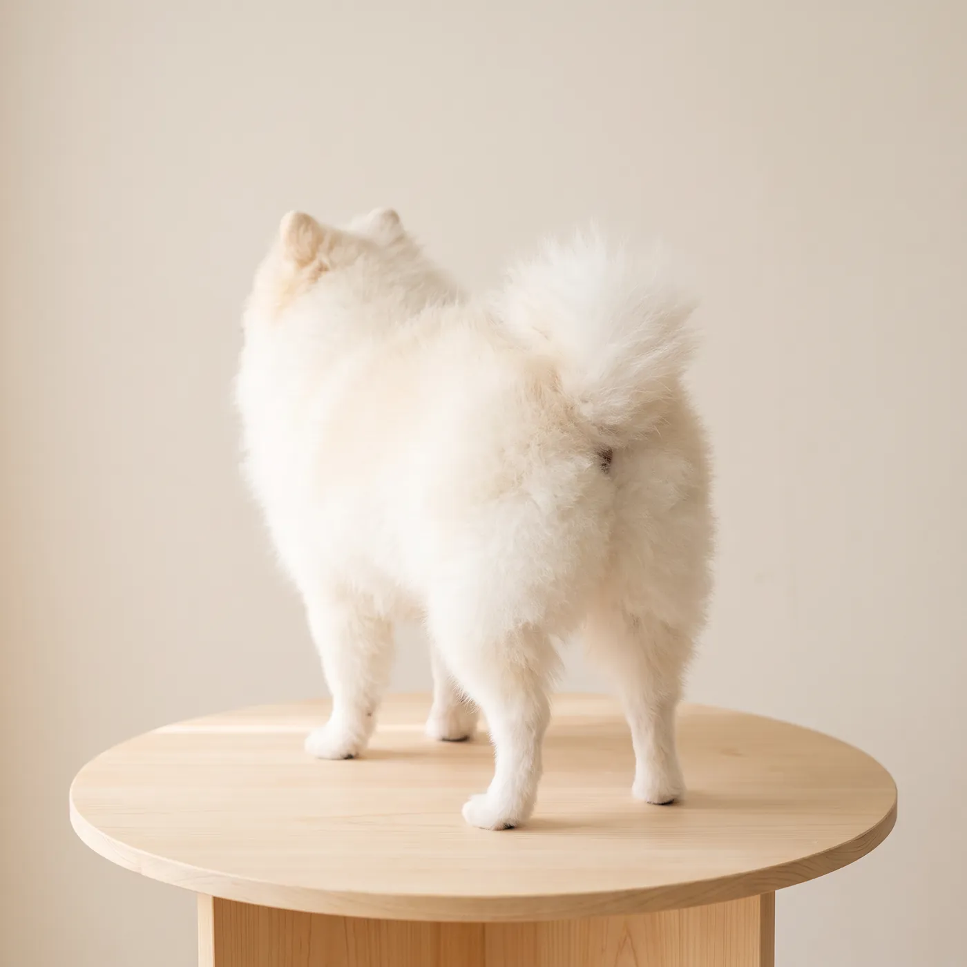 Vorher: Pomeranian, Rückansicht