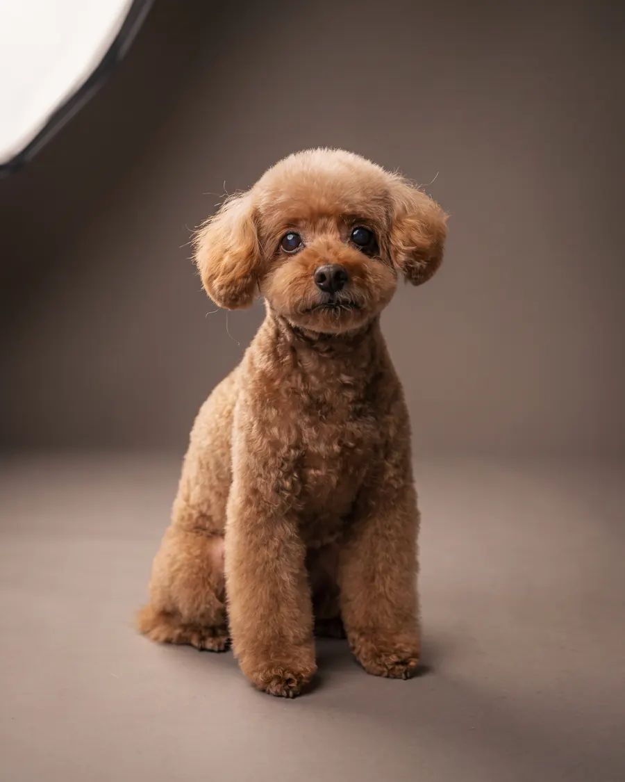 Toy Pudel, apricot, Teddy Bear Cut