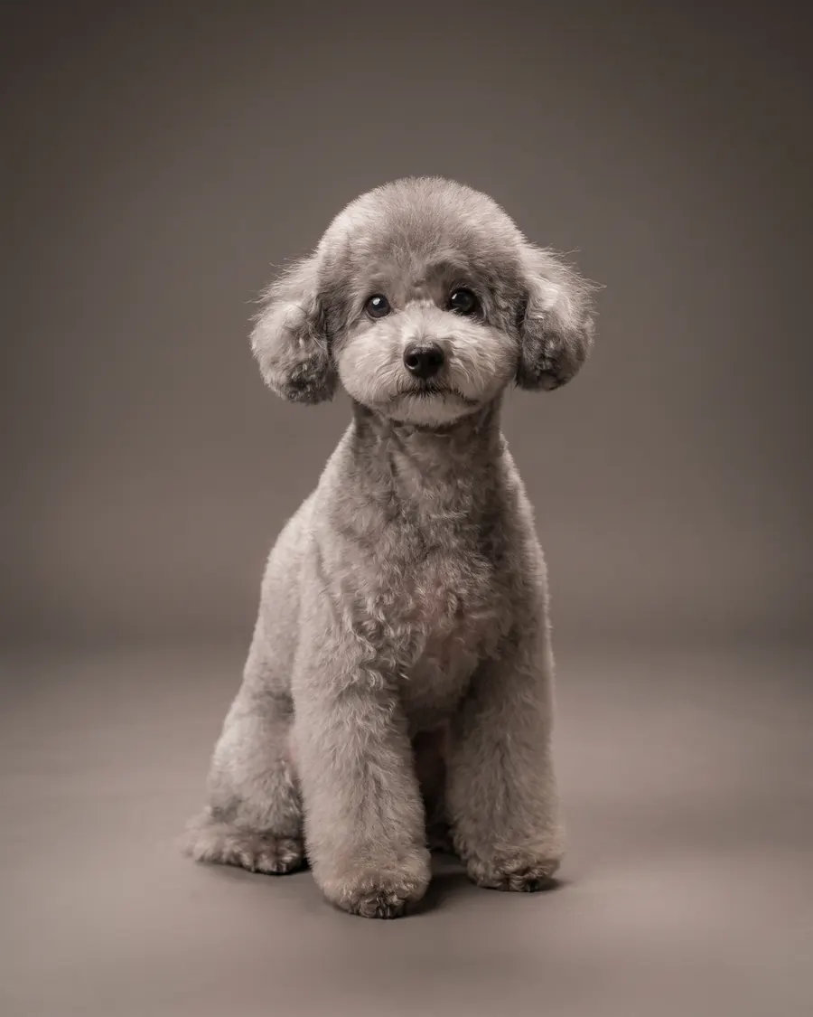 Toy Pudel, grau, Teddy Bear Cut