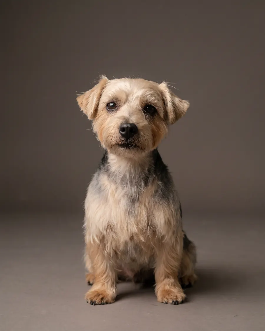 Terrier-Mischling, Natürlicher Schnitt