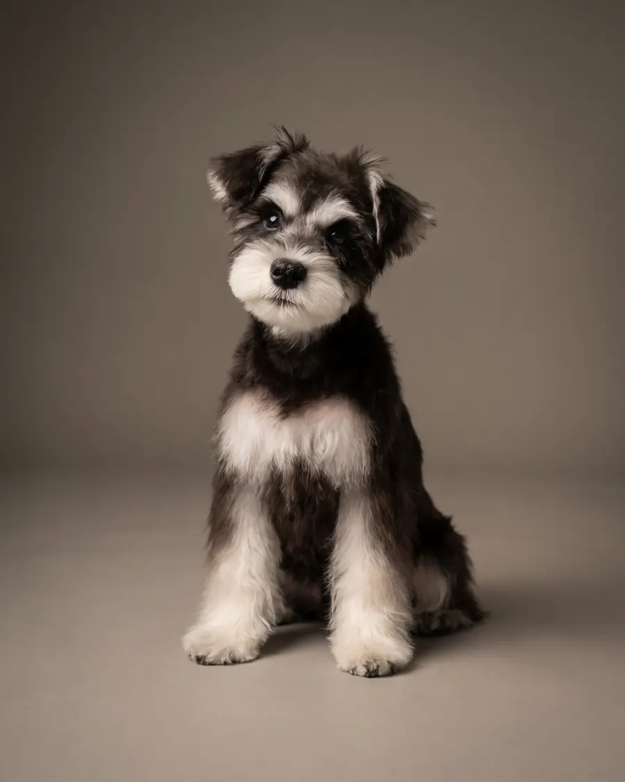 Zwergschnauzer, schwarz-silber, Schnauzer-Schnitt