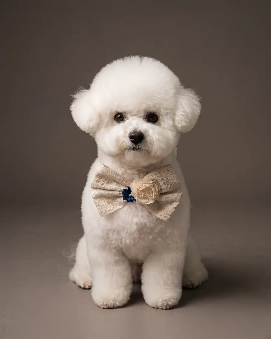 Bichon Frisé, Runder Kopf